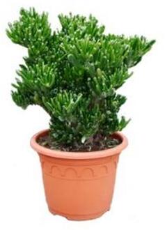 Crassula horntree M kamerplant