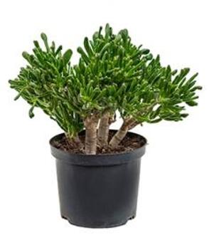 Crassula horntree S kamerplant