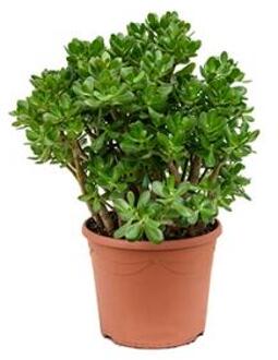 Crassula ovata L kamerplant