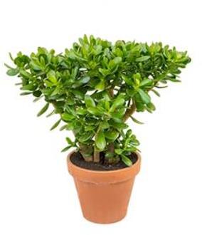 Crassula ovata M2 kamerplant