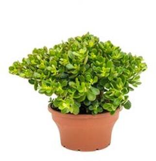 Crassula ovata minor M kamerplant