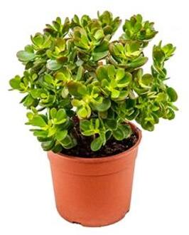 Crassula ovata minor S kamerplant