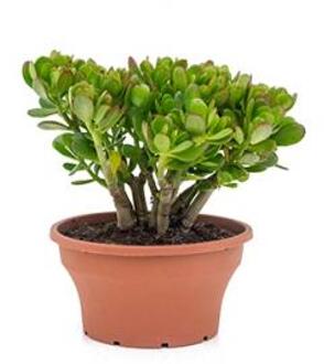 Crassula ovata S kamerplant