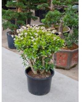 Crassula ovata XL kamerplant
