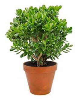 Crassula ovata XL2 kamerplant