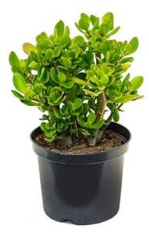 Crassula ovata XS kamerplant