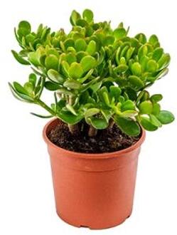 Crassula ovata XXS kamerplant