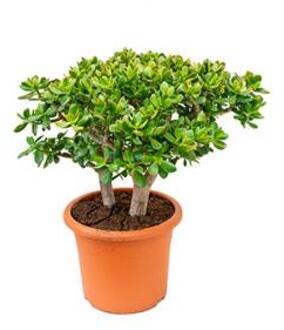 Crassula sunset L kamerplant