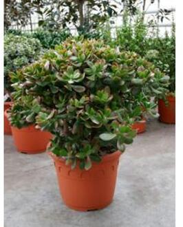 Crassula sunset M kamerplant