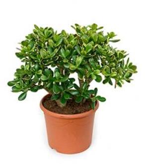 Crassula sunset S kamerplant