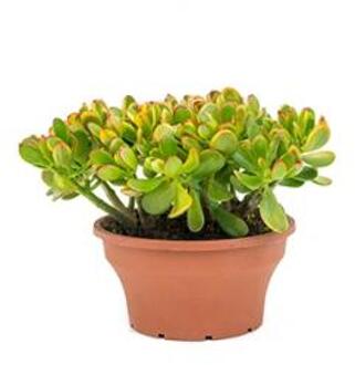 Crassula sunset XS kamerplant