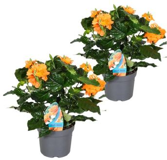 Crossandra Fortuna - Set Van 2 - Oranje Bloemen - Pot 13cm - Hoogte 20-30cm