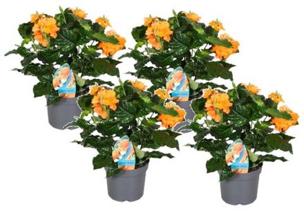 Crossandra Fortuna - Set Van 4 - Oranje Bloemen - Pot 13cm - Hoogte 20-30cm