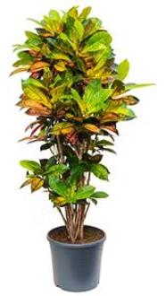 Croton iceton L kamerplant