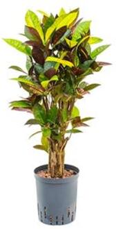 Croton iceton S hydrocultuur plant