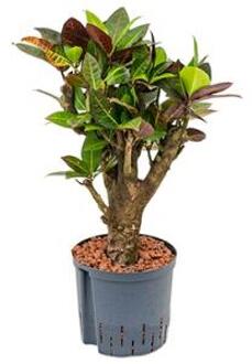 Croton petra bonsai hydrocultuur plant