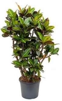 Croton petra L kamerplant