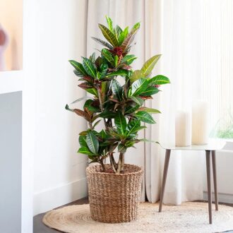 Croton Petra (vertakt) - Codiaeum - P27