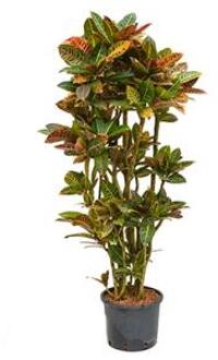 Croton petra vertakt L hydrocultuur plant