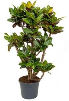 Croton petra XXL kamerplant
