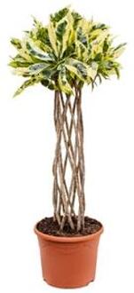 Croton tamara kamerplant