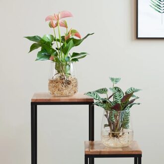 Ctenanthe Burle Marxii en Anthurium met Modena Vaas - Duo DIY