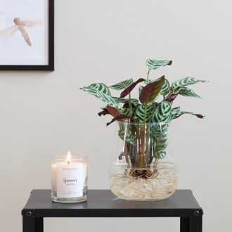 Ctenanthe Burle Marxii in Modena Vaas - DIY