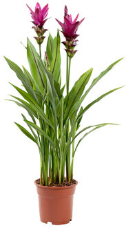 Curcuma plant roze - Siamese Tulp - P19