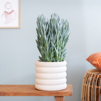 Curio Mount Everest - Senecio Ficoides - P17