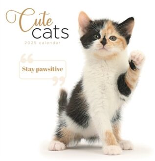 Cute Cats Square Wall Calendar 2025 - Calendars, Carousel