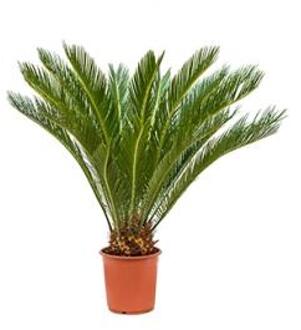 Cycas Palm revoluta stam S kamerplant