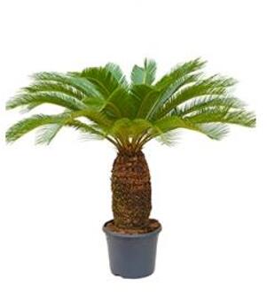 Cycas Palm revoluta stam XL kamerplant