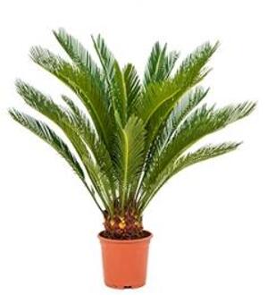 Cycas Palm revoluta stam XS kamerplant