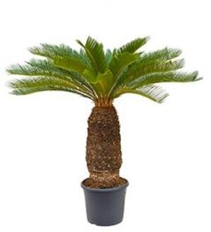 Cycas Palm revoluta stam XXL kamerplant