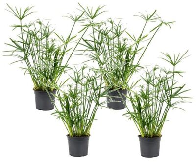 Cyperus Alternifolius - Set Van 4 - Parapluplant - Pot 14cm - Hoogte 40-50cm