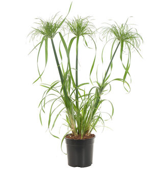 Cyperus Papyrus (Papyrusplant) - P 19 cm