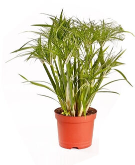 Cyperus Papyrus 'Percamentus' (Parapluplant) P 15 cm