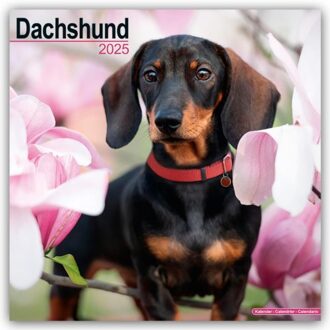 Dachshund Calendar 2025 Square Dog Breed Wall Calendar - 16 Month - Browntrout Wandkalender - Avonside Publishing Ltd
