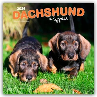 Dachshund Puppies - Dackel Welpen 2026 - 16-Monatskalender - Browntrout Wandkalender - Browntrout Publishers