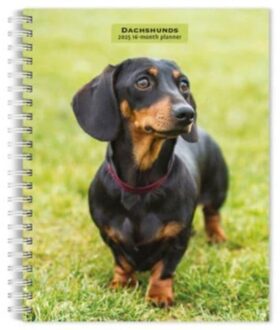 Dachshunds 2025 6 X 7.75 Inch Spiral-Bound Wire-O Weekly Engagement Planner Calendar New Full-Color - Browntrout