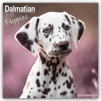 Dalmatian Puppies Calendar 2025 Square Dog Puppy Breed Wall Calendar - 16 Month - Browntrout - Avonside Publishing Ltd.