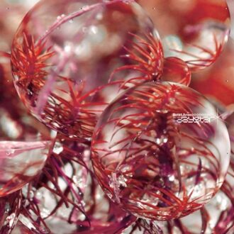 Daystar - Beta Librae