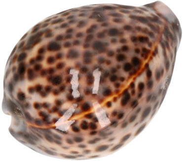 Decoratie tijgermossel schelp 8 cm