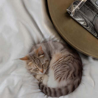 Dekbedovertrek Katoen-Satijn - Mr. Whiskers - Eenpersoons (140x200 Cm) - Wit Katoen-satijn - Dieren - Fresh And Co - Dekbed-Discounter.nl - 140 x 200/220 cm