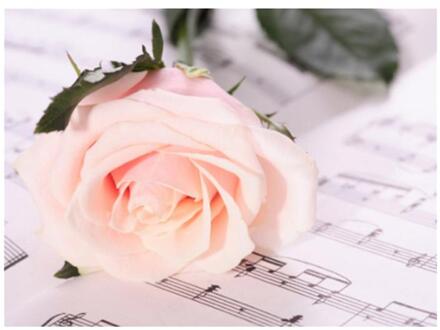 Delicate Unframed Diamnond Tekening Borduurpakketten Diamant Schilderij van Roze Bloem Diamant Muur Schilderen Steek Ambachten 2