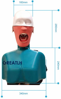 Dental Head model with shoulder Simulators Hygiene Manikin Teeth model Dental Training Manikin Phantom Head with Torso