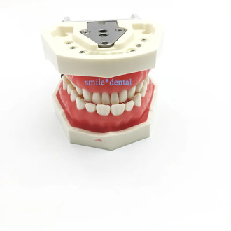 Dental Nissin manikin phantom head model dentist practice model Dental simulator simple Head Model