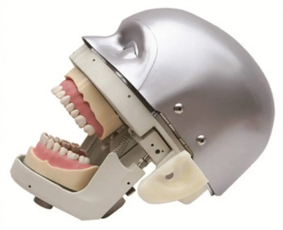 Dental Simulator Manikin Phantom Head demonstrations practical exercises