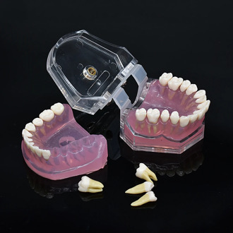 Dental soft foundation removable teeth soft gum typodont pluck pull suck out pull up Study teaching model adult typodont up