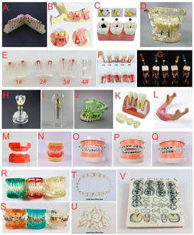 Dental Teaching Study Model Brackets Wires Endo Implant Crown Maryland Bridge Files Teeth Analysis Orthodontic Buccal Typodont